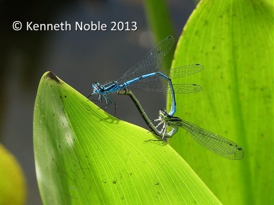 azure damselfly (Coenagrion puella) Kenneth Noble